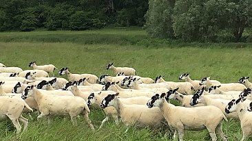 >SOLD North Country Mule Theaves