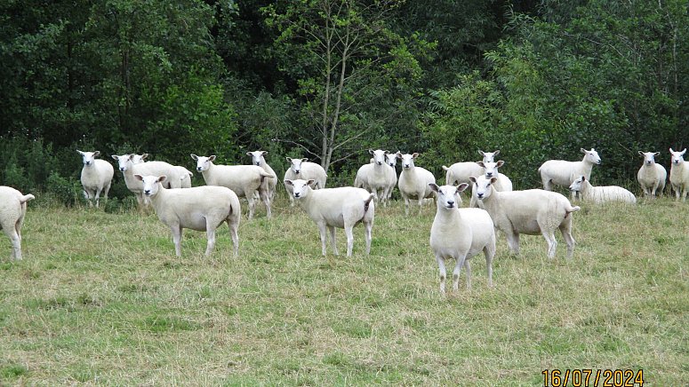 >SOLD ABERFIELD X ROMNEY THEAVES >SOLD ABERFIELD X ROMNEY THEAVES