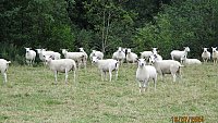 >SOLD ABERFIELD X ROMNEY THEAVES >SOLD ABERFIELD X ROMNEY THEAVES