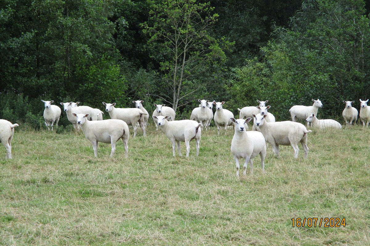 >SOLD  ABERFIELD X ROMNEY THEAVES