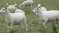 >SOLD ABERFIELD X ROMNEY THEAVES >SOLD ABERFIELD X ROMNEY THEAVES