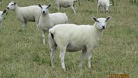>SOLD ABERFIELD X ROMNEY THEAVES >SOLD ABERFIELD X ROMNEY THEAVES