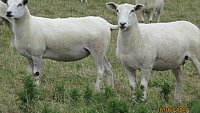 >SOLD ABERFIELD X ROMNEY THEAVES >SOLD ABERFIELD X ROMNEY THEAVES