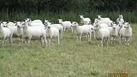 >SOLD ABERFIELD X ROMNEY THEAVES >SOLD ABERFIELD X ROMNEY THEAVES