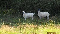 >SOLDNORTH COUNTRY MULE THEAVES >SOLDNORTH COUNTRY MULE THEAVES