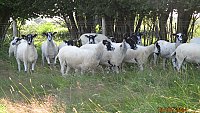 >SOLDNORTH COUNTRY MULE THEAVES >SOLDNORTH COUNTRY MULE THEAVES