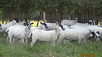 >SOLDNORTH COUNTRY MULE THEAVES >SOLDNORTH COUNTRY MULE THEAVES