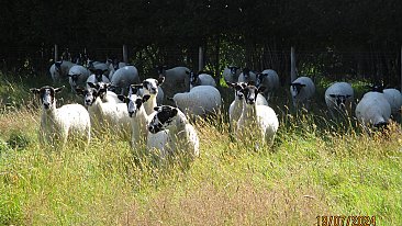 >SOLDNORTH COUNTRY MULE THEAVES