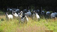 >SOLDNORTH COUNTRY MULE THEAVES >SOLDNORTH COUNTRY MULE THEAVES