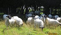 >SOLDNORTH COUNTRY MULE THEAVES >SOLDNORTH COUNTRY MULE THEAVES