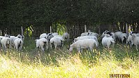 >SOLDNORTH COUNTRY MULE THEAVES >SOLDNORTH COUNTRY MULE THEAVES