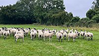 >SOLD NORTH COUNTRY MULE SHEARLINGS >SOLD NORTH COUNTRY MULE SHEARLINGS