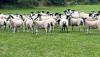 >SOLD NORTH COUNTRY MULE SHEARLINGS >SOLD NORTH COUNTRY MULE SHEARLINGS