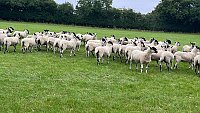 >SOLD NORTH COUNTRY MULE SHEARLINGS >SOLD NORTH COUNTRY MULE SHEARLINGS
