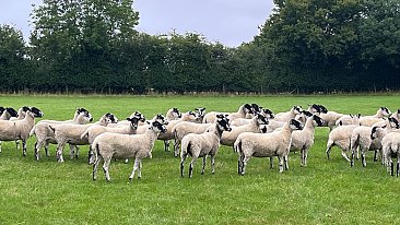 >SOLD  NORTH COUNTRY MULE SHEARLINGS