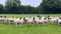 >SOLD NORTH COUNTRY MULE SHEARLINGS >SOLD NORTH COUNTRY MULE SHEARLINGS