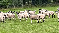 >SOLD NORTH COUNTRY MULE SHEARLINGS >SOLD NORTH COUNTRY MULE SHEARLINGS