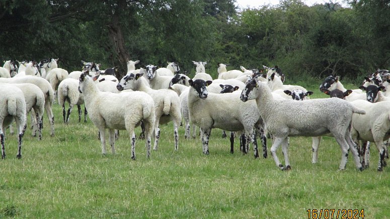 >SOLD North Country Mule Shearlings >SOLD North Country Mule Shearlings