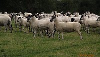 >SOLD North Country Mule Shearlings >SOLD North Country Mule Shearlings
