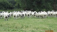 >SOLD North Country Mule Shearlings >SOLD North Country Mule Shearlings