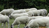 >SOLD North Country Mule Shearlings >SOLD North Country Mule Shearlings