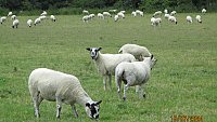 >SOLD North Country Mule Shearlings >SOLD North Country Mule Shearlings