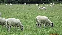 >SOLD North Country Mule Shearlings >SOLD North Country Mule Shearlings