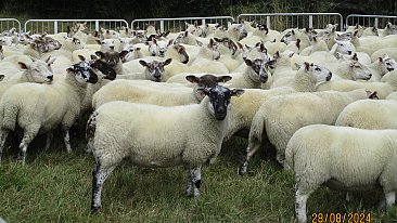 >SOLD  - ORGANIC CHEVIOT MULE GIMMERS