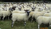 >SOLD - ORGANIC CHEVIOT MULE GIMMERS >SOLD - ORGANIC CHEVIOT MULE GIMMERS