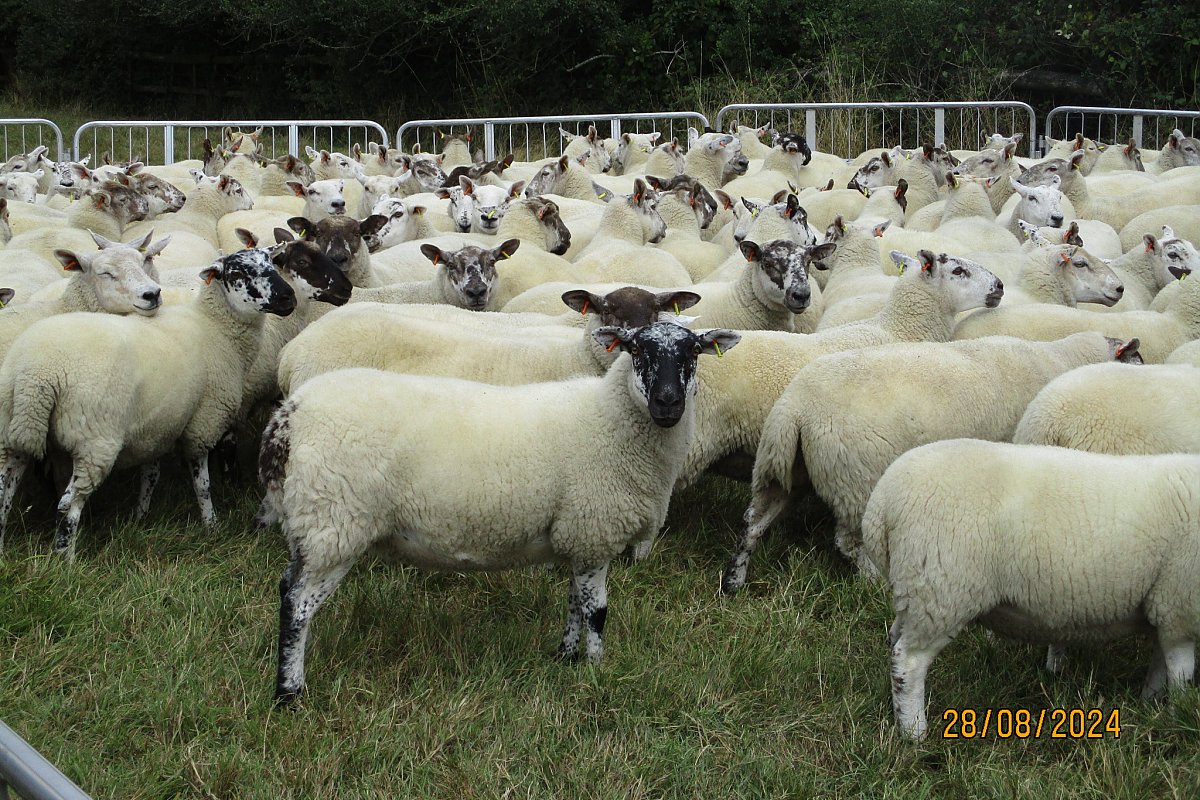 >SOLD  - ORGANIC CHEVIOT MULE GIMMERS