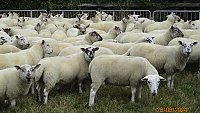 >SOLD - ORGANIC CHEVIOT MULE GIMMERS >SOLD - ORGANIC CHEVIOT MULE GIMMERS