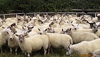 >SOLD - ORGANIC CHEVIOT MULE GIMMERS >SOLD - ORGANIC CHEVIOT MULE GIMMERS