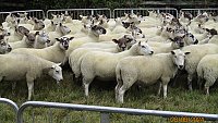 >SOLD - ORGANIC CHEVIOT MULE GIMMERS >SOLD - ORGANIC CHEVIOT MULE GIMMERS