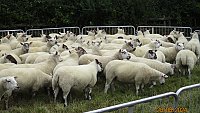 >SOLD - ORGANIC CHEVIOT MULE GIMMERS >SOLD - ORGANIC CHEVIOT MULE GIMMERS