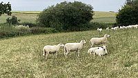 >SOLD EASY CARE MYOMAX YEARLINGS >SOLD EASY CARE MYOMAX YEARLINGS