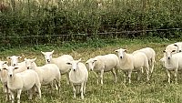 >SOLD EASY CARE MYOMAX YEARLINGS >SOLD EASY CARE MYOMAX YEARLINGS
