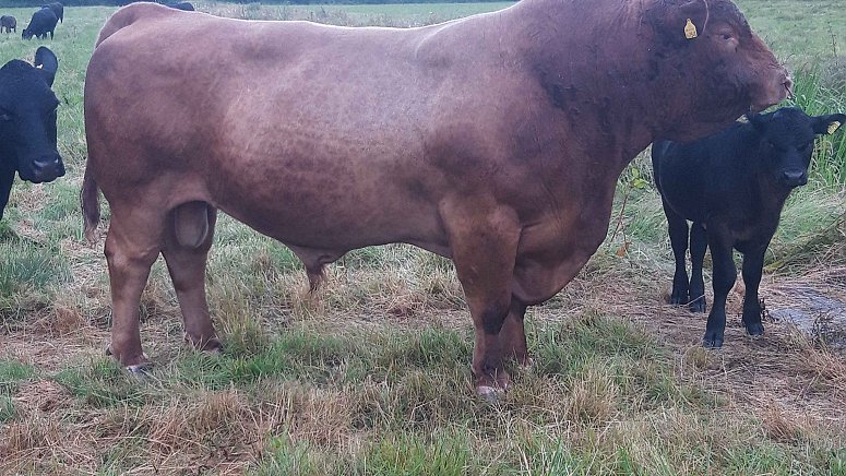 -SOLD- STABILISER BULL -SOLD- STABILISER BULL