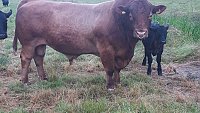 -SOLD- STABILISER BULL -SOLD- STABILISER BULL