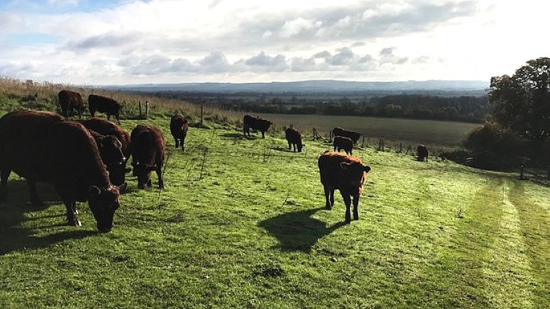 SOLD - COMPLETE HERD PURE BRED SUSSEX COWS AND FOLLOWERS SOLD - COMPLETE HERD PURE BRED SUSSEX COWS AND FOLLOWERS