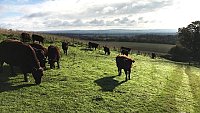 SOLD - COMPLETE HERD PURE BRED SUSSEX COWS AND FOLLOWERS SOLD - COMPLETE HERD PURE BRED SUSSEX COWS AND FOLLOWERS
