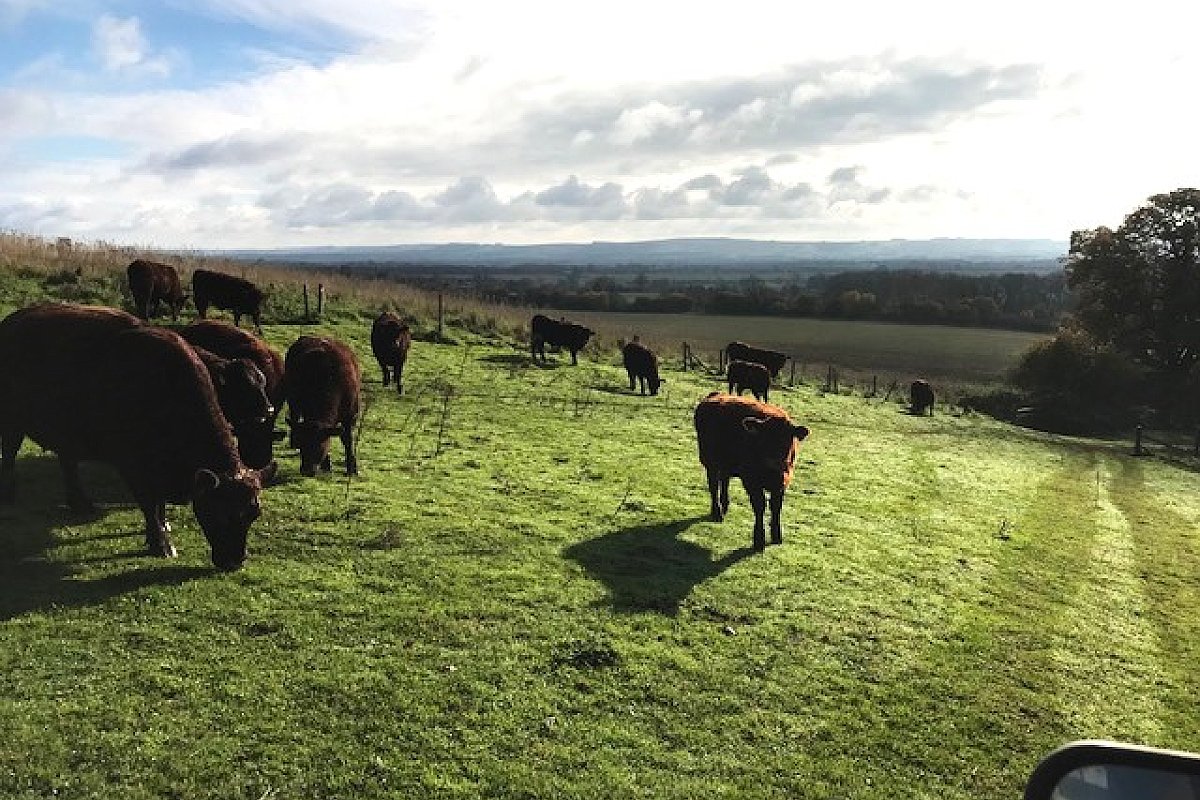 SOLD - COMPLETE HERD PURE BRED  SUSSEX COWS AND FOLLOWERS