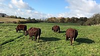 SOLD - COMPLETE HERD PURE BRED SUSSEX COWS AND FOLLOWERS SOLD - COMPLETE HERD PURE BRED SUSSEX COWS AND FOLLOWERS