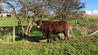 SOLD - COMPLETE HERD PURE BRED SUSSEX COWS AND FOLLOWERS SOLD - COMPLETE HERD PURE BRED SUSSEX COWS AND FOLLOWERS