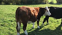 SOLD - COMPLETE HERD PURE BRED SUSSEX COWS AND FOLLOWERS SOLD - COMPLETE HERD PURE BRED SUSSEX COWS AND FOLLOWERS