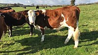 SOLD - COMPLETE HERD PURE BRED SUSSEX COWS AND FOLLOWERS SOLD - COMPLETE HERD PURE BRED SUSSEX COWS AND FOLLOWERS