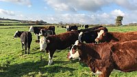 SOLD - COMPLETE HERD PURE BRED SUSSEX COWS AND FOLLOWERS SOLD - COMPLETE HERD PURE BRED SUSSEX COWS AND FOLLOWERS