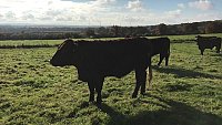 SOLD - COMPLETE HERD PURE BRED SUSSEX COWS AND FOLLOWERS SOLD - COMPLETE HERD PURE BRED SUSSEX COWS AND FOLLOWERS