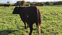 SOLD - COMPLETE HERD PURE BRED SUSSEX COWS AND FOLLOWERS SOLD - COMPLETE HERD PURE BRED SUSSEX COWS AND FOLLOWERS