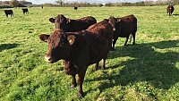 SOLD - COMPLETE HERD PURE BRED SUSSEX COWS AND FOLLOWERS SOLD - COMPLETE HERD PURE BRED SUSSEX COWS AND FOLLOWERS