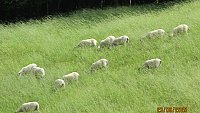 -SOLD - NORTH COUNTRY MULE THEAVES -SOLD - NORTH COUNTRY MULE THEAVES